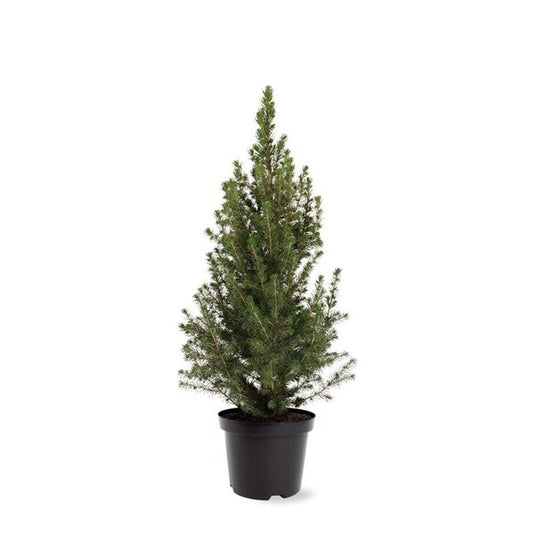 Picea Glauc Conica - afmeting +/- 60 cm