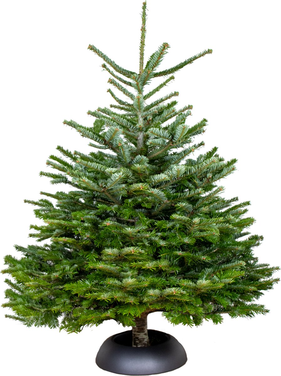 Nordmann zonder wortel - afmeting +/- 175 cm (voet niet inbegrepen)